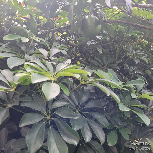 【靈動(dòng)一夏】夏季水果