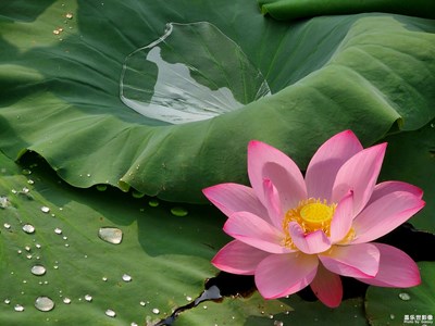 送一縷荷風清涼