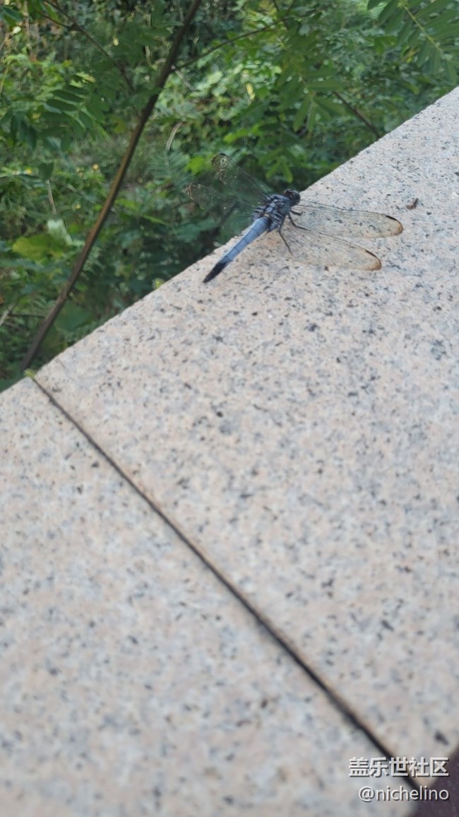 【靈動(dòng)一夏】小蜻蜓