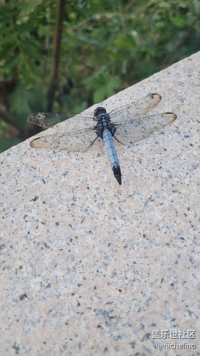 【靈動(dòng)一夏】小蜻蜓