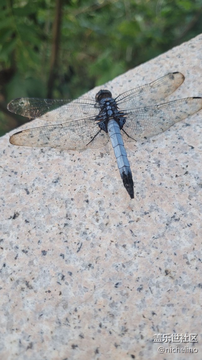 【靈動(dòng)一夏】小蜻蜓