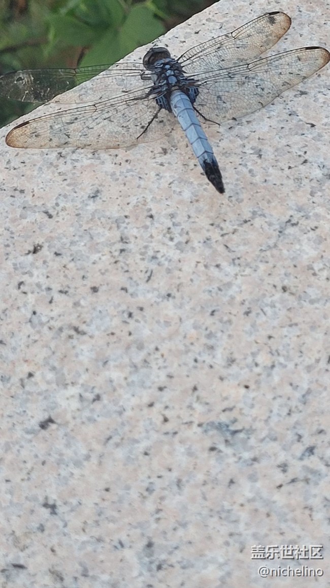 【靈動(dòng)一夏】小蜻蜓