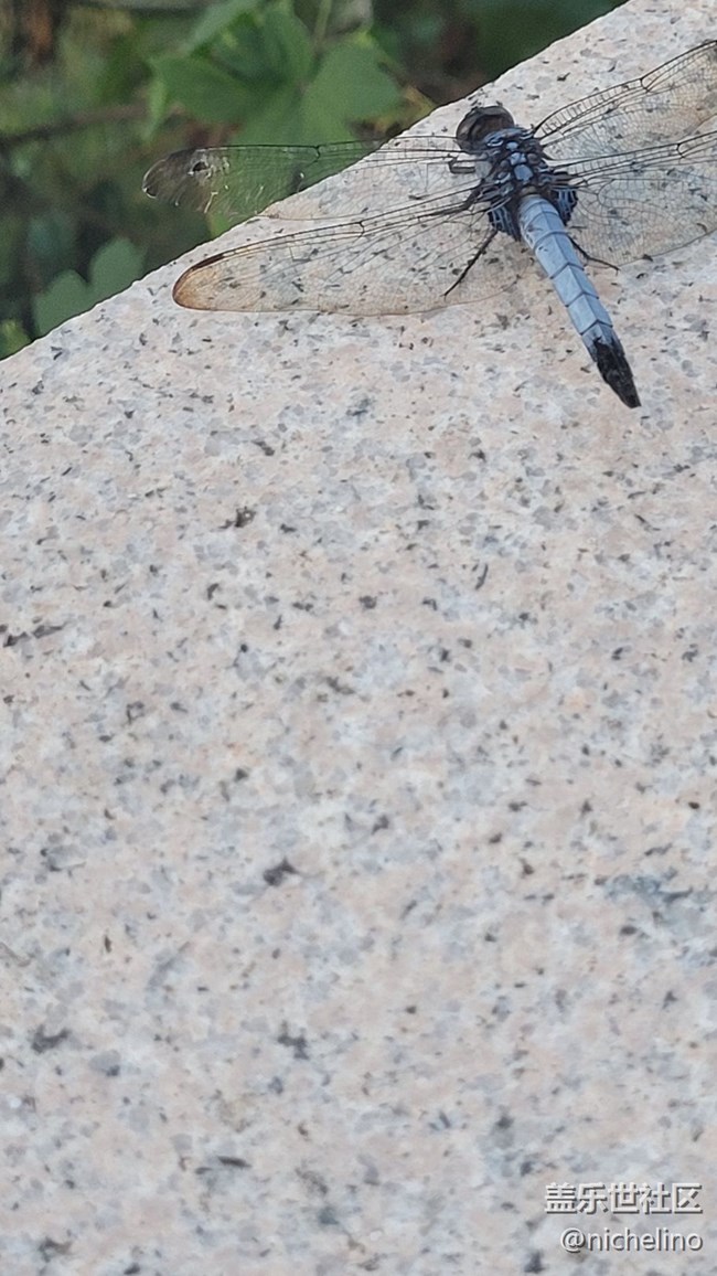 【靈動(dòng)一夏】小蜻蜓