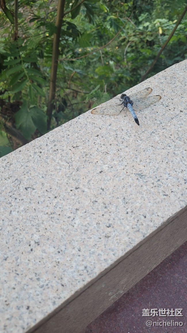 【靈動(dòng)一夏】小蜻蜓