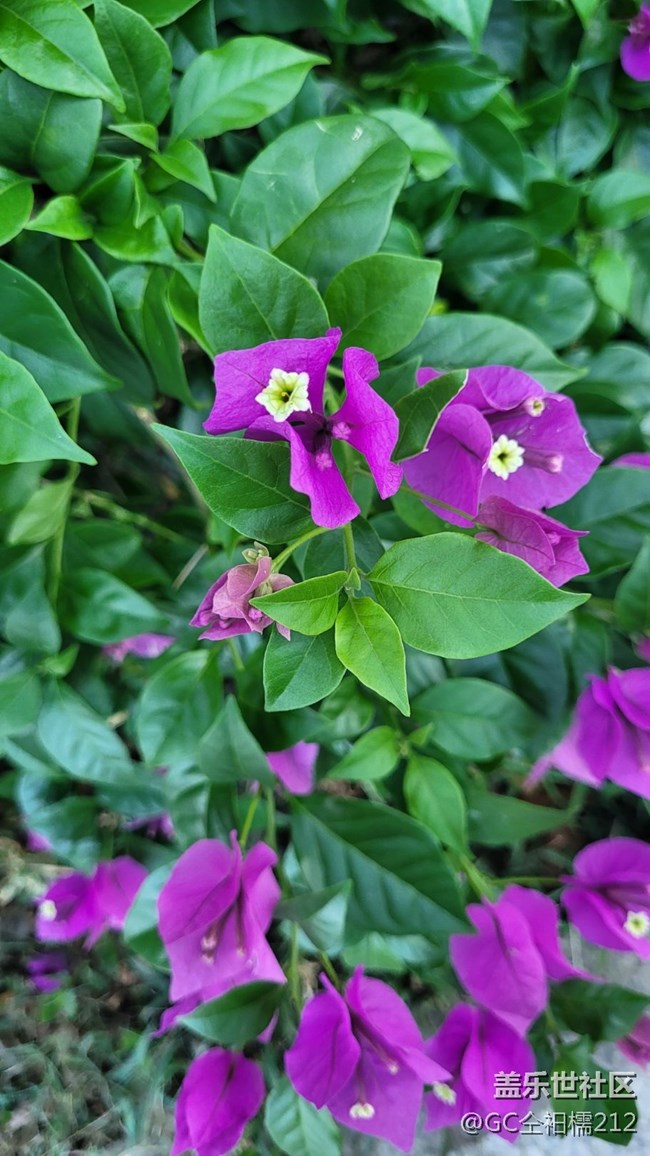 【靈動一夏】葉子花