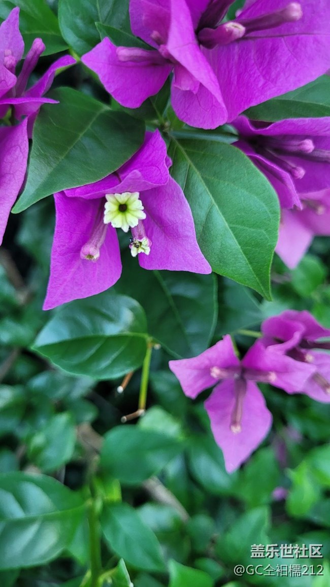 【靈動一夏】葉子花