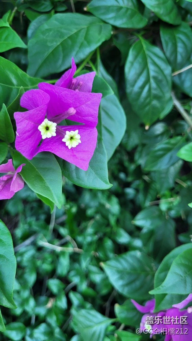 【靈動一夏】葉子花