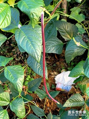 紅色豇豆
