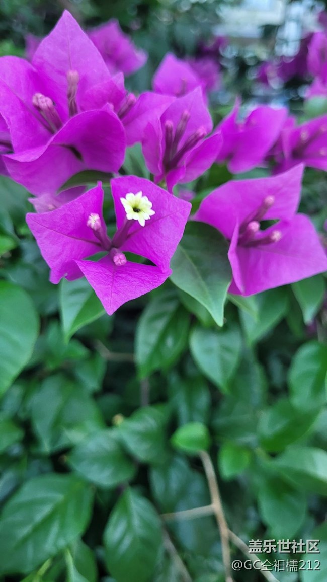 【靈動一夏】葉子花