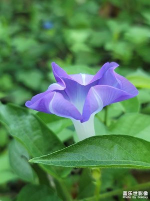 牽牛花