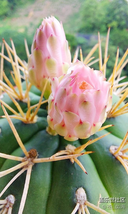 [生活，需要色彩]仙人球開花了