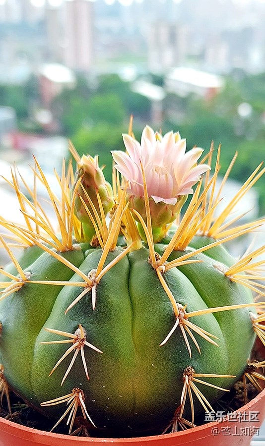 [生活，需要色彩]仙人球開花了