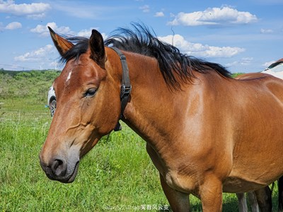 Galaxy S22Ultra   草原上的馬兒