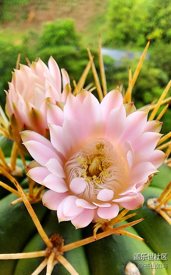 [生活，需要色彩]仙人球開花了