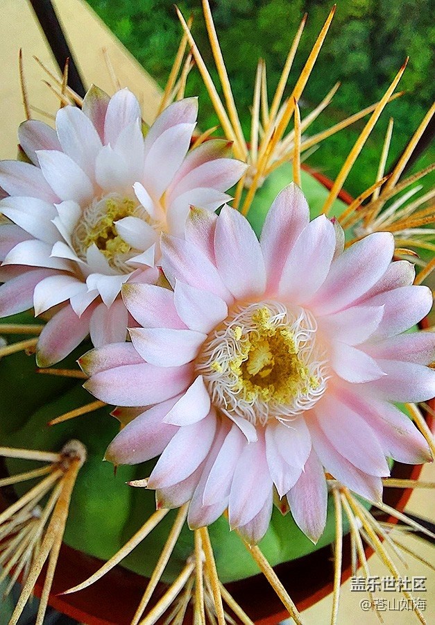 [生活，需要色彩]仙人球開花了