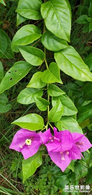 【唯愛七夕】蝴蝶花