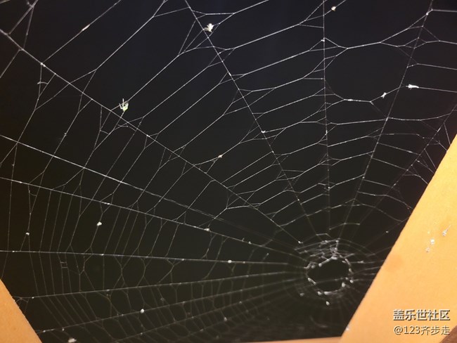 【空間藝術(shù)】蜘蛛網(wǎng)