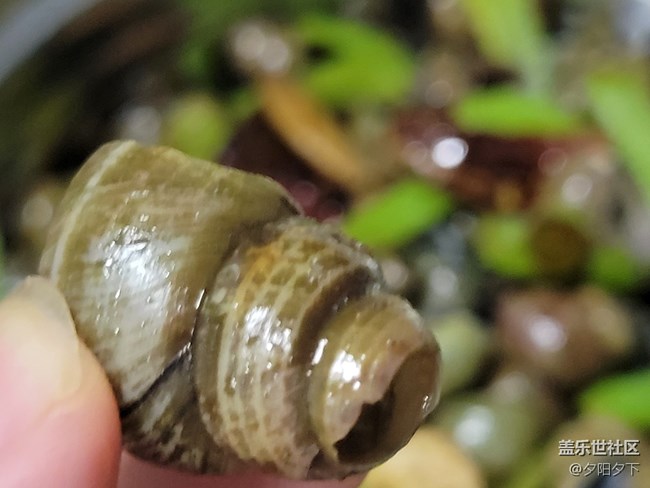 【空間藝術(shù)】屁屁螺