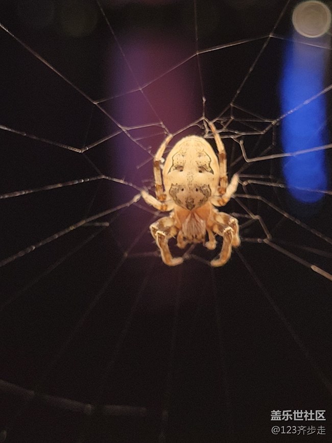 【空間藝術(shù)】蜘蛛網(wǎng)