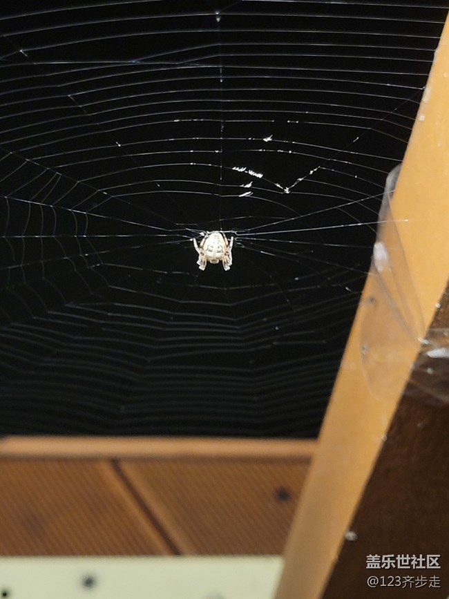 【空間藝術(shù)】蜘蛛網(wǎng)