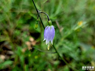 花花草草。