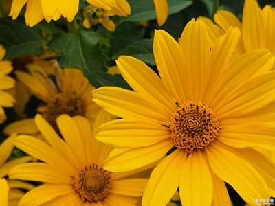 Galaxy Z Fold4  上手拍