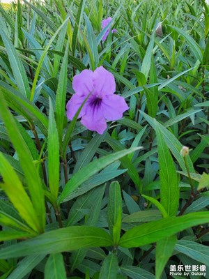 花開半夏