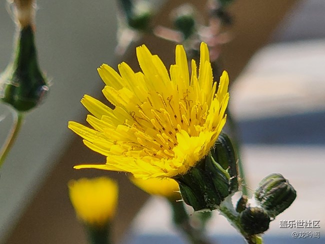 來(lái)點(diǎn)微距 看看效果如何