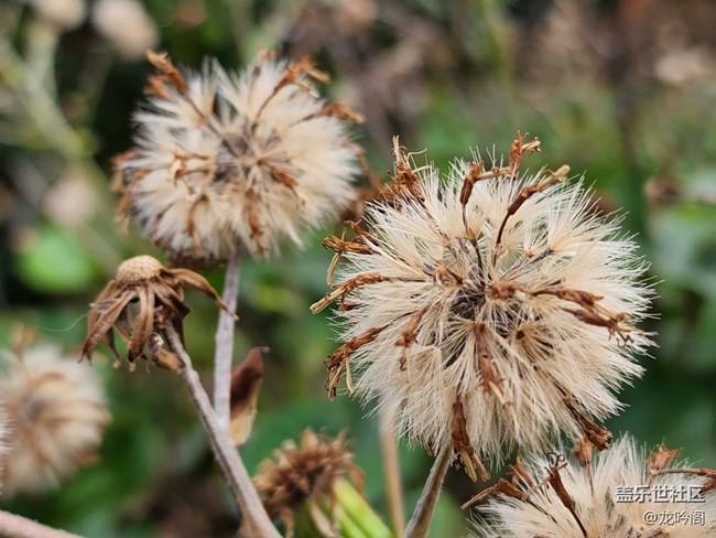 來(lái)點(diǎn)微距 看看效果如何