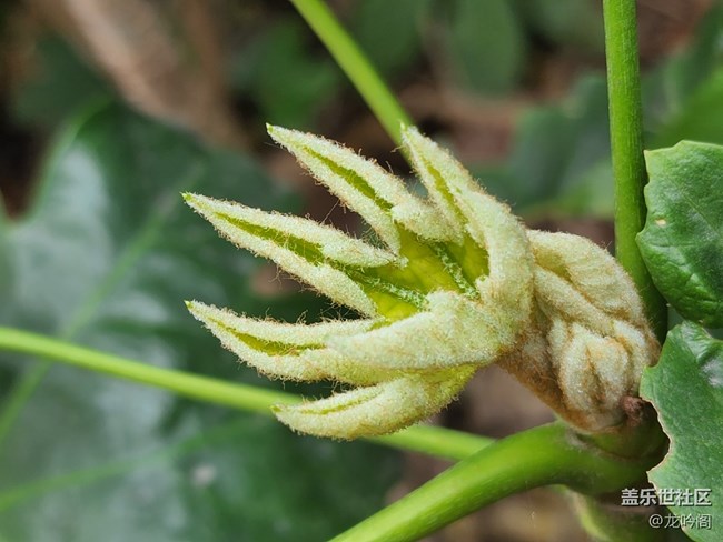 來(lái)點(diǎn)微距 看看效果如何