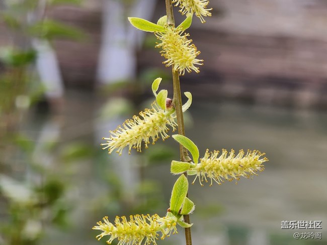 來(lái)點(diǎn)微距 看看效果如何