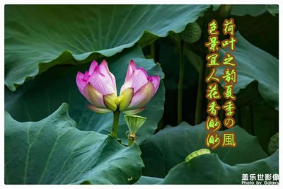 隨手拍