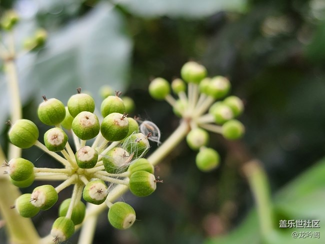 來(lái)點(diǎn)微距 看看效果如何