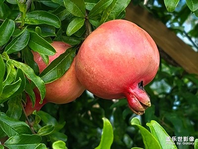 【與美好相逢】+紅紅的石榴