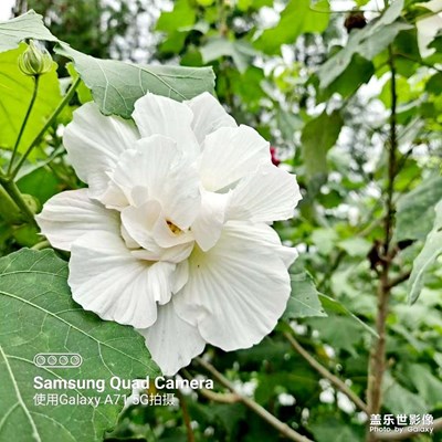 芙蓉韻味