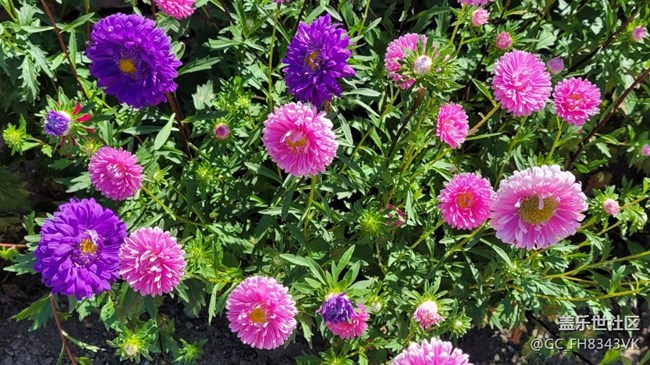 【秋高氣爽】+秋花開(kāi)了