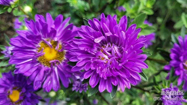 【秋高氣爽】+秋花開(kāi)了