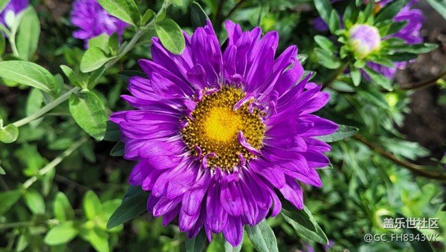 【秋高氣爽】+秋花開(kāi)了