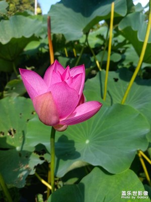 花為夏忙，我為花忙。