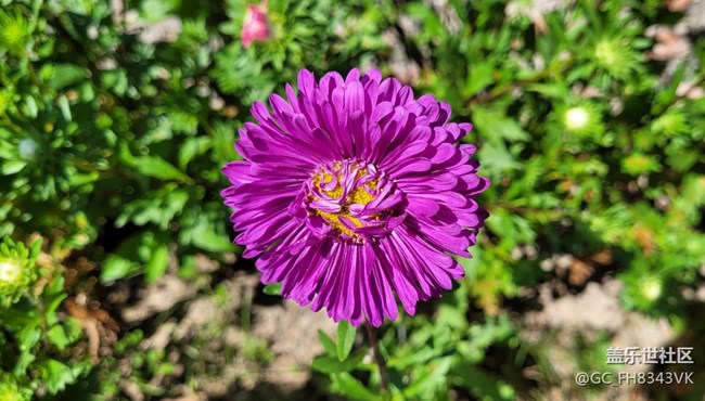 【秋高氣爽】+秋花開(kāi)了