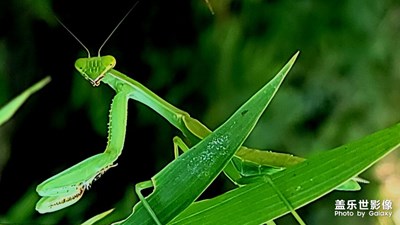 【與美好相逢】+秋蟲