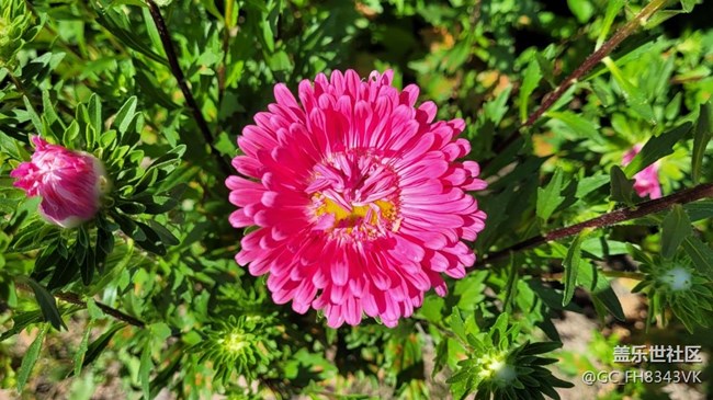 【秋高氣爽】+秋花開(kāi)了