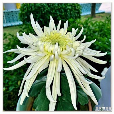 秋風(fēng)的韻味秋風(fēng)菊