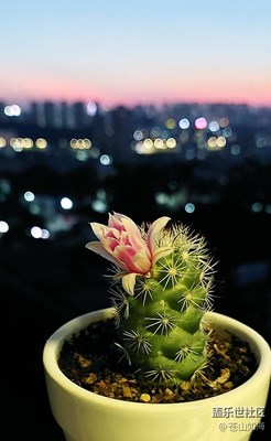傍晚時分的仙人掌