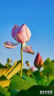 【與美好相逢】+難忘夏荷