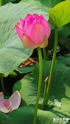 夏季以過去