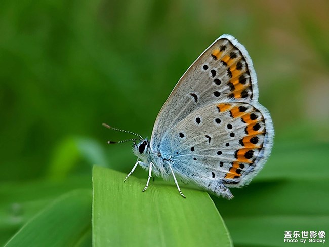 《每周星鮮事》 第115期:三星Galaxy折疊屏系列 新品發(fā)布會