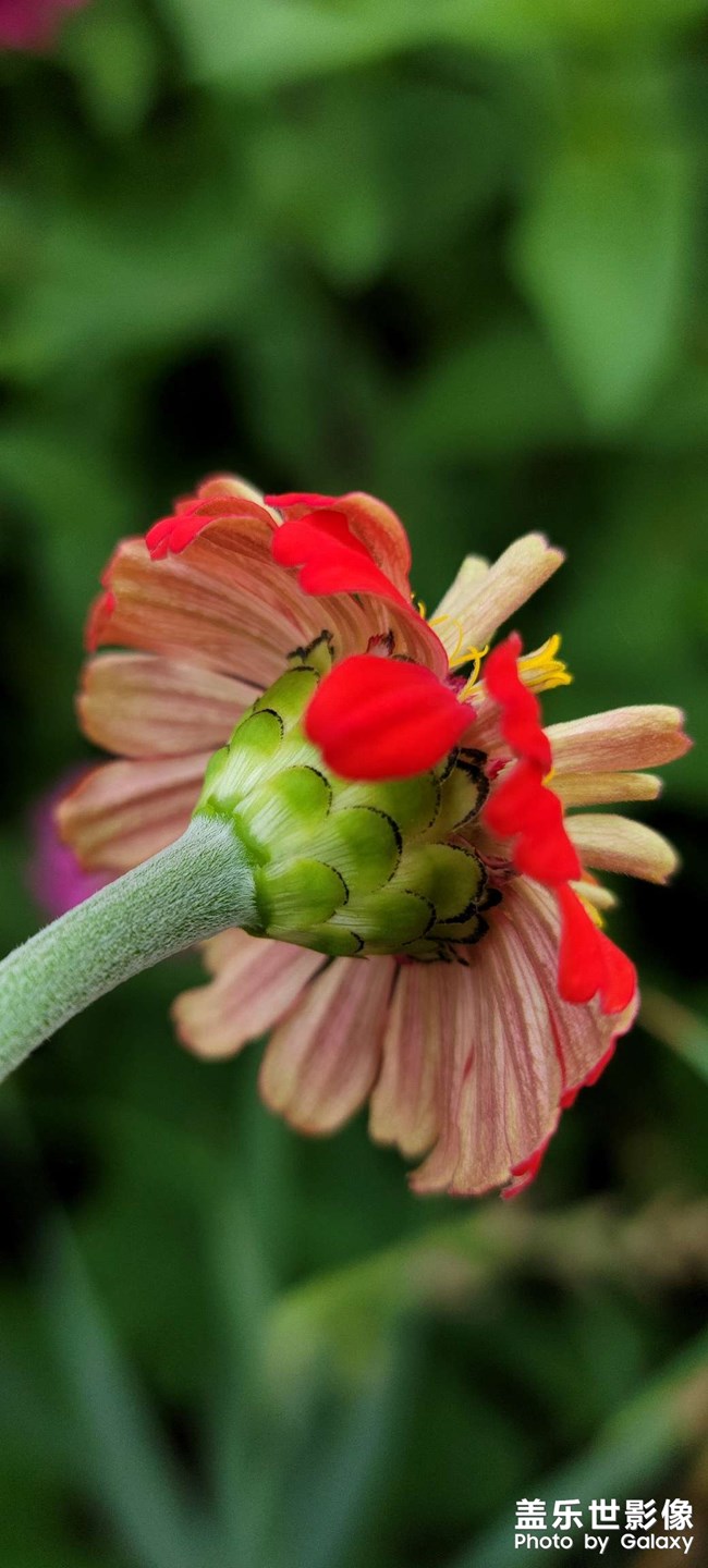 《每周星鮮事》 第115期:三星Galaxy折疊屏系列 新品發(fā)布會