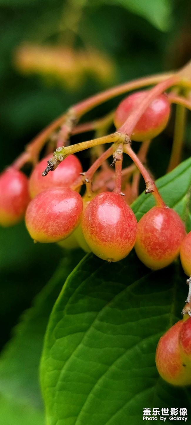 《每周星鮮事》 第115期:三星Galaxy折疊屏系列 新品發(fā)布會