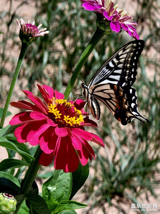 《每周星鮮事》 第115期:三星Galaxy折疊屏系列 新品發(fā)布會
